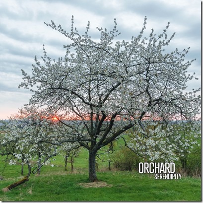 orchard_1000px_rvb