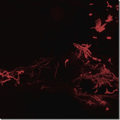 Svarte Greiner – Moss Garden