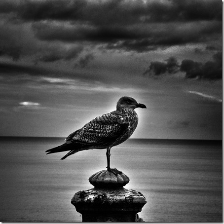 Ashley Reaks – The Earth Swan Sings Again